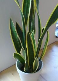 Planta sarpe, foarte usor de intretinut 